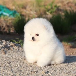 Pomeranian Puppies from Twins Dream Kennel