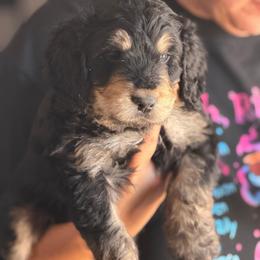 Baxter - Tri-color male Bernedoodle puppy in Phelan, California from PuppyPaws4U