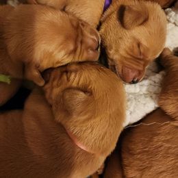 Labrador Retriever Puppies from Kelley's Red Clay Labradors