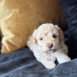Fudge - Cream male Poodle puppy in Kissimmee, Florida from Unique Poodles