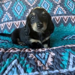 Danny - Black and cream male Dachshund puppy in Delta, Colorado from Weinderful Dachshunds