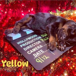 Yellow - Black and rust male Doberman Pinscher puppy in Louisville, Kentucky from Ruiz Dobermans
