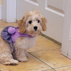 Cavachon All Grown Up from Lindy’s Cavachons