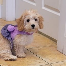 Cavachon All Grown Up from Lindy’s Cavachons