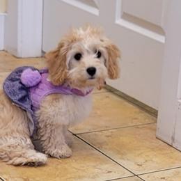 Cavachon All Grown Up from Lindy’s Cavachons