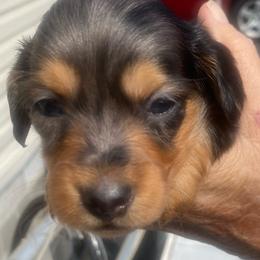 Dimples long hair dapple - Dapple male Dachshund puppy in Elizabethtown, Kentucky from Teeny Tiny Puppy Tails