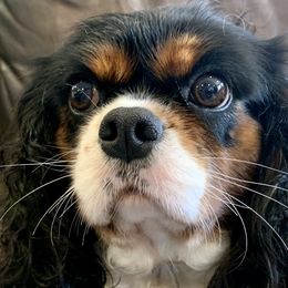 Cavalier King Charles Spaniels, Cavapoos, and Poodles from Loblolly Ranch