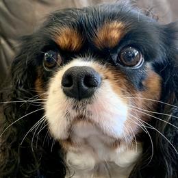 Cavalier King Charles Spaniels, Cavapoos, and Poodles from Loblolly Ranch