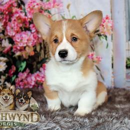 Pembroke Welsh Corgi Puppies from Northwynd Corgis