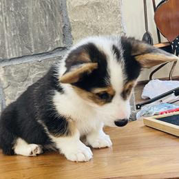 Boy 3 - Black and tan male Pembroke Welsh Corgi puppy in Solano County, California from Early Spring Corgis