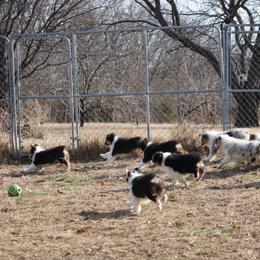 Australian Shepherd Puppies from Silverbrook Australian Shepherds