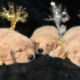 Golden Retriever Puppies from Cosmic Gold Golden Retrievers
