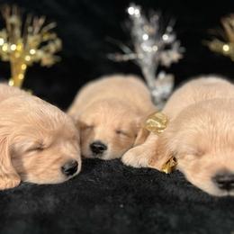 Golden Retriever Puppies from Cosmic Gold Golden Retrievers