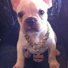 French Bulldogs from iDeal Frenchies Hawaii