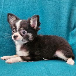 AKC CH SIRED LYRIC IN MAINE - Black and white female Chihuahua puppy in Newport, Maine from Pinewood Acres Chihuahuas