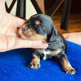 Boy 1 - black and tan with white points - Tri-color male Cavapoo puppy in Coal City, Indiana from Wednesday & Co