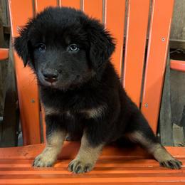 Aspen - Black tri-color female Australian Shepherd puppy in Whitwell, Tennessee from Owl Hollow Farm