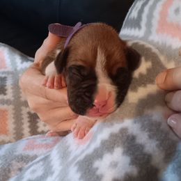 Boy 1 - fawn - Fawn male Boxer puppy in Morriston, Florida from Like The Wind Boxers