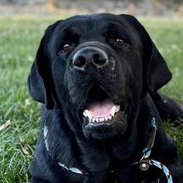 Brew - Labrador Retriever
