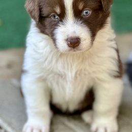 Diana - Red tri-color female Australian Shepherd puppy in Putnam County, New York from Highland Haven Australian Shepherds