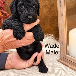 Wade - Black male Poodle puppy in Woodleaf, North Carolina from Circle T Ranch K9s