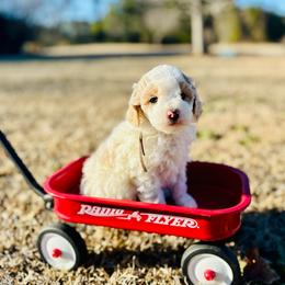 John Lennon - Parti male Poodle puppy in Dunn, North Carolina from Sandy Creek Kennels