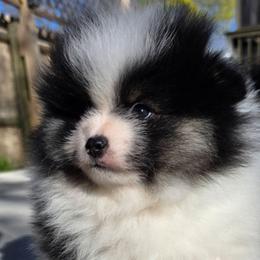 AKC Mason Black Tri color Parti - Black and tan parti male Pomeranian puppy in Gloversville, New York from ADKPOM Adirondack Pomeranians