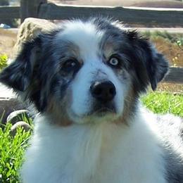 Australian Shepherds from TANDEM Aussies