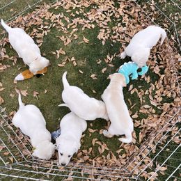 Golden Retrievers and Labrador Retrievers from Leavitt Retrievers