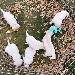 Golden Retrievers and Labrador Retrievers from Leavitt Retrievers