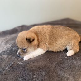 Riku - Red male Shiba Inu puppy in Monett, Missouri from Happy Tails Shiba Inus