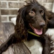 Boykin Spaniels from Baggett’s NWFL Gun Dogs