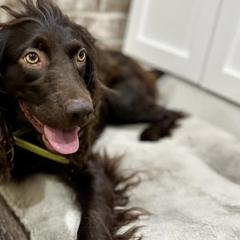 Boykin Spaniels from Baggett’s NWFL Gun Dogs