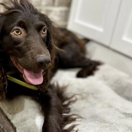 Boykin Spaniels from Baggett’s NWFL Gun Dogs