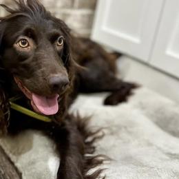 Boykin Spaniels from Baggett’s NWFL Gun Dogs