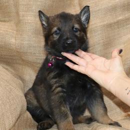 Purple Female - Sable female German Shepherd puppy in Rice Lake, Wisconsin from Inferno Shepherds