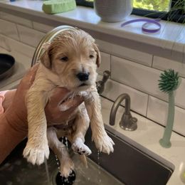 Goldendoodle Puppies from Golden Lily Doodles