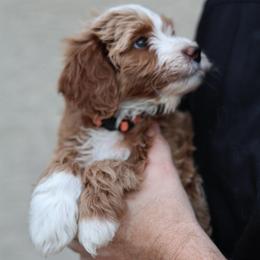 Colby (brown) - Red male Bernedoodle puppy in Surprise, Arizona from Huckleberry Doodles