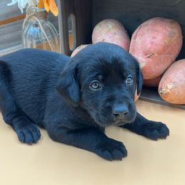Orange - Black male Labrador Retriever puppy in Heath Springs, South Carolina from Rich Hill Retrievers