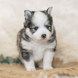 Pomsky Puppies from Hill Tribe Pomskies
