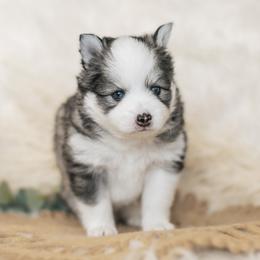 Pomsky Puppies from Hill Tribe Pomskies