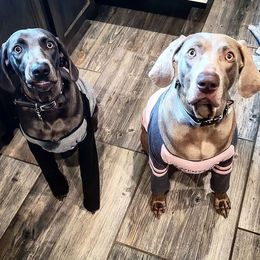 Weimaraners from West Texas Weims