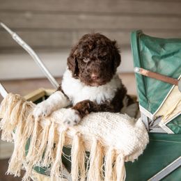 Poodle Puppies from Setting the Standard Poodles