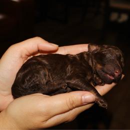 Violet - Phantom female Bernedoodle puppy in Ohio from Moore Doodles