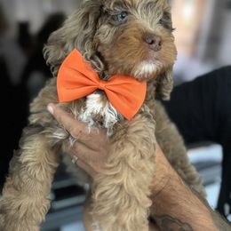 Bernedoodle, Cockapoo, and Goldendoodle Puppies from Avery Doodle Day LLC