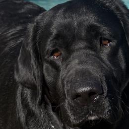 Labrador Retrievers from Eastland Labradors