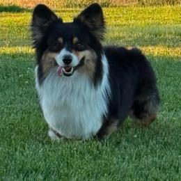 Rocket - Pembroke Welsh Corgi