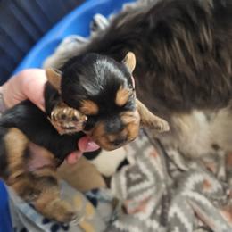 Yorkshire Terrier Puppies from Sonshine Yorkies