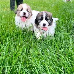 Pyrenean Mastiff Puppies from Estrella Polar Pyrenean Mastiffs