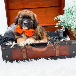 Fisher - Sable male Bernedoodle puppy in North Carolina from NC Doodle Puppies